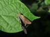 Long-tailed Skipper (Urbanus proteus)