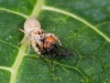 Jumping Spider Eating March Fly