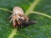 Jumping Spider Eating March Fly