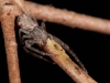 Unidentified Spider Eating Caterpillar