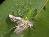Green Jumping Spider Eating Moth