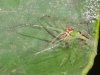 Green Jumping Spider