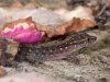 Dwarf Gecko (<em>Sphaerodactylus sputator</em>)