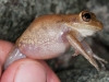 Cuban Tree Frog (<em>Osteopilus septentrionalis</em>