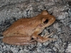 Cuban Tree Frog (<em>Osteopilus septentrionalis</em>