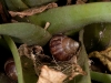 Snails Hiding in Plant