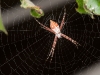Silver Argiope Orb Spider