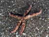 Mottled Red Sea Star (<em>Copidaster lymani</em>)?