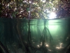 Mangrove Over-under Shot