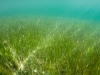 Sea Grass in Simpson Bay Lagoon