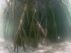 Snorkeling Mangroves in St. Martin