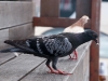 Pigeons in Marigot