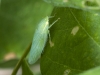 Large Green Leafhopper