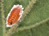 Scale Insect or Similar