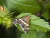 Diurnal Pyralid Moth