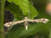 Unidentified Moth (Pyralid?)