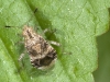 Adult Hemipteran