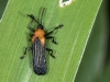 Leaf Beetle (<em>Chalepus sanguinicolis</em>)