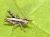 Very Tiny Unidentified Grasshopper Nymph