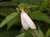 Ornate Moth (<em>Uthesia ornatrix</em>