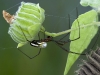 Orb Weaving Spider, Possibly <em>Leucage regnyi</em>