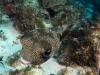 Half-blind Porcupinefish (<em>Diodon hystrix</em>)