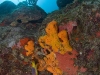 Sponges and Corals at Molly Beday