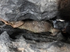 Iguana Inside Rock Formation, Molly Smith Point