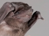 Velvety Free-tailed Bat (<em>Molossus molossus</em>)