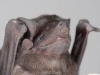 Velvety Free-tailed Bat (<em>Molossus molossus</em>)