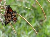 monarchs-mating-2