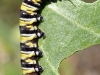 Monarch Butterfly Caterpillar (<em>Danaus plexippus</em>)