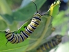 Monarch Butterfly Caterpillar (<em>Danaus plexippus</em>)