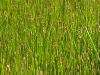 Wetland Grass