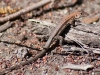 Ground Lizard (<em>Amieva plei</em>)