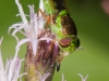 Interesting Green Fly