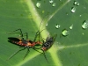 Assassin Bug Eating Fly