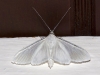 Unidentified White Moth