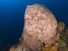 Barrel Sponge on Mt. Michel