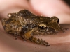 Johnstone\'s Whistling Frog (<em>Eleutherodactylus johnstonei</em>)