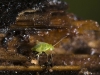 Nymph, Possible Leafhopper