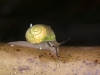 Snail on Mt. Scenery, Saba
