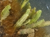 Green Feather Algae (<em>Caulerpa sertularioides</em>)