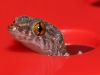 Baby Dwarf Gecko (<em>Sphaerodactylus sputator</em>)