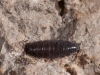 Terrestrial Isopod (Sow Bug)
