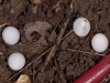 Gecko Eggs, Probably Two Clutches of Two Eggs