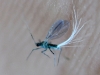 Very Small Flying Insect with White Tufts