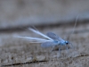 Very Small Flying Insect with White Tufts
