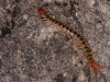 Giant Centipede (<em>Scolopendra</em> sp.)
