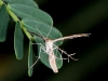 Strange Moth